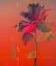 Transpiritual